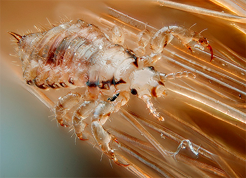 Certains livres de rêves considèrent les rêves avec des poux comme un signe qui laisse présager une menace pour la santé ou la vie d'une personne, ainsi que pour ses proches.