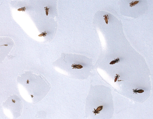 L'interprétation des rêves de Simon Kananita considère les poux dans un rêve de manière négative - quel que soit leur nombre