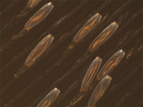 En raison du secret collant, les lentes sont fermement attachées aux cheveux.