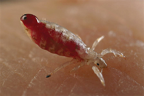 Chez les poux de lin, le corps est plus léger et plus petit que celui d'une punaise de lit.