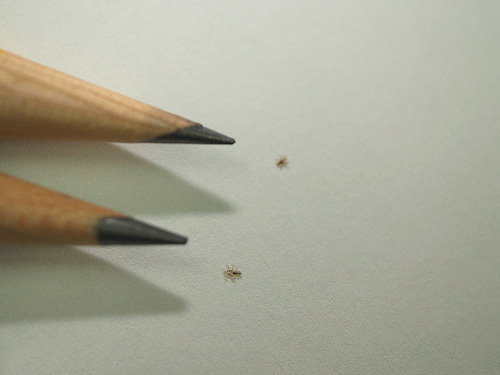 Les poux de lin, et surtout leurs larves, sont de très petite taille.