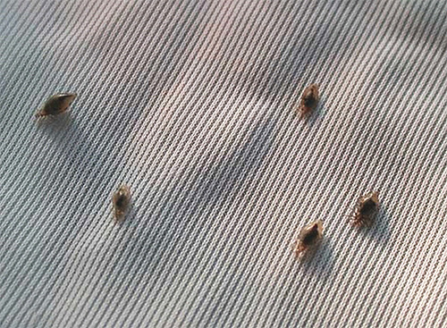 Poux de lin sur tissu