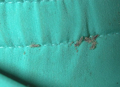 Sur la photo - poux au lit