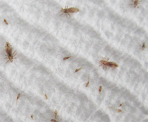 Seuls quelques médicaments peuvent tuer à la fois les poux adultes et les lentes.