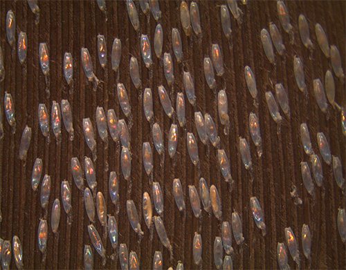 Lentes de poux de lin sur les vêtements