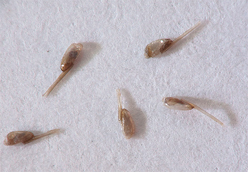 Cheveux coupés avec des lentes