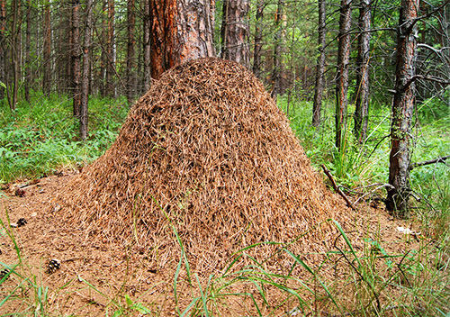 Fourmilière de fourmis forestières rouges