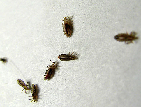 Les poux de tête peuvent être facilement transférés de la tête d'une personne à la tête d'une autre par contact étroit.