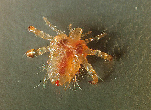 Photographie d'un pou du pubis