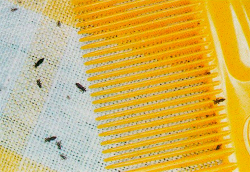 Les poux peuvent rester sur le peigne et se transmettre ainsi à des personnes en bonne santé