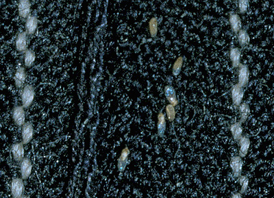 Les poux et leurs œufs peuvent rester dans les chapeaux et autres couvre-chefs.