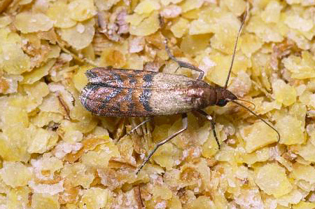 Les papillons des mites alimentaires ne se nourrissent pas du tout