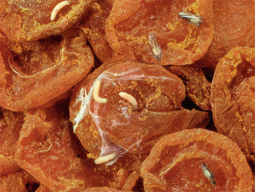 Abricots secs infestés de mites alimentaires