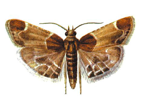 Photo de teigne de la farine