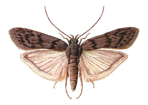 Photographie d'un papillon de nuit