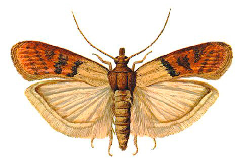 Et ceci est une photo d'un papillon de nuit