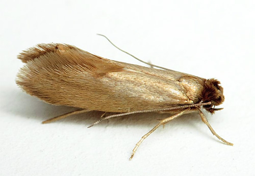 La mite des vêtements est exactement le ravageur dont nos affaires dans le placard souffrent en premier lieu.