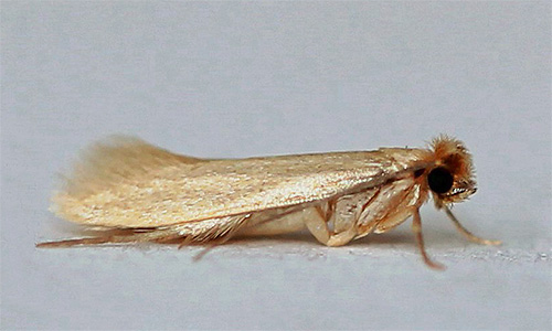 Photo de mite de vêtements