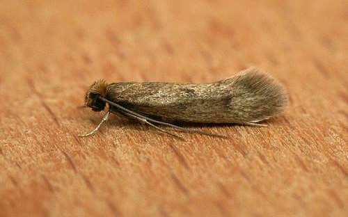 La mite des meubles n'est pas facile à distinguer de la garde-robe