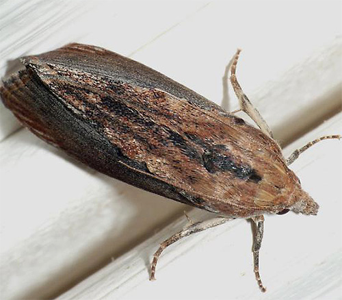 Contrairement aux mites des vêtements et des meubles, un motif est clairement visible sur les ailes de la teigne des granges.