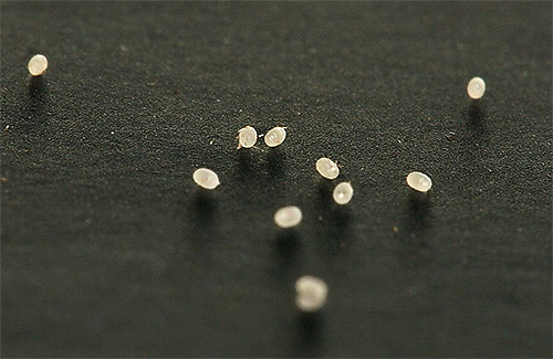 Oeufs de mites de vêtements - photo en gros plan