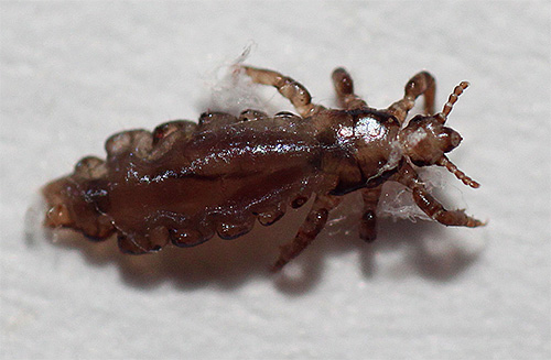 Le pou de lit, ou pou du lin, est en fait un type de pou de tête. D'où cela vient et comment y faire face, nous apprendrons plus loin.