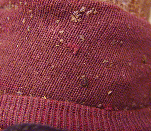 Les poux ne peuvent entrer dans la maison qu'avec une personne infectée