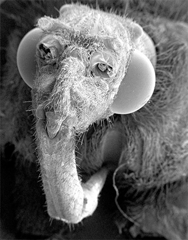 L'appareil buccal d'un pou sous un microscope