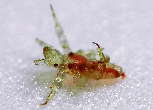 Sans accès au corps humain, le pou meurt en moyenne en 3-4 jours