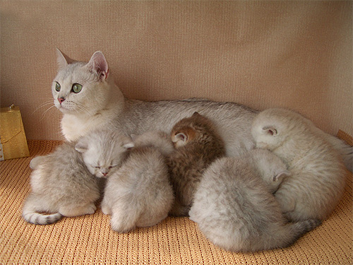 Ne donnez pas de comprimés Comfortis aux femmes enceintes et allaitantes