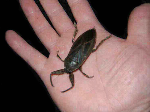 Le baigneur ne sera évidemment pas en bonne santé s'il est piqué par une punaise d'eau géante