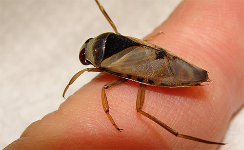 Les smoothies jouent leur rôle important dans la nature, vous ne devez donc pas les détruire sans réfléchir