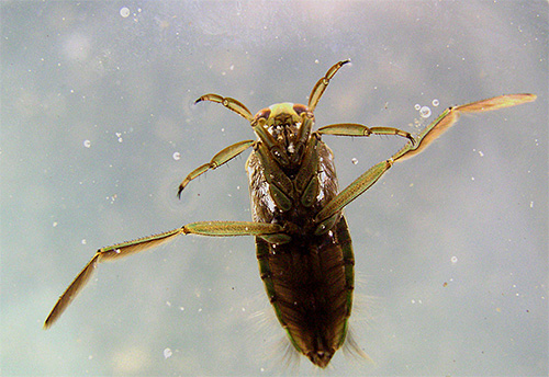 La forme profilée de la punaise d'eau facilite la nage