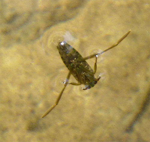 Le ventre de la punaise d'eau est sombre, ce qui la rend invisible pour les oiseaux.