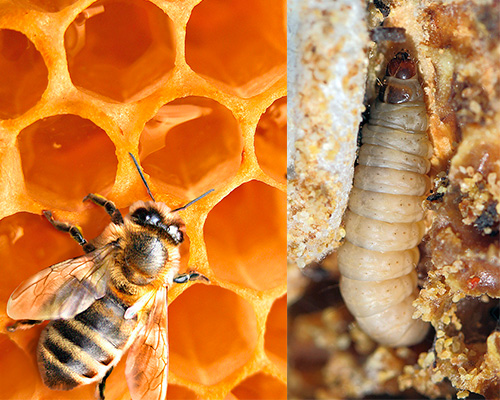 La teinture de teigne de la cire est-elle un traitement efficace? Découvrons-le ensemble