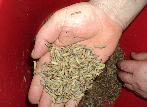 Sur la photo - larves de papillon de cire