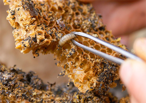 Avant de commencer le traitement, vous devez vous assurer que vous n'êtes pas allergique à la teinture.