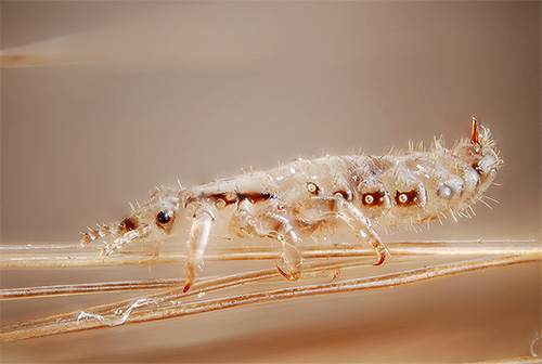 Même aujourd'hui, la version selon laquelle les poux apparaissent sur les nerfs est très courante chez les gens.