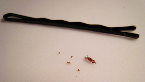 Les poux peuvent se mettre sur la tête à la fois par contact direct avec une personne infectée et par des articles d'hygiène courants.