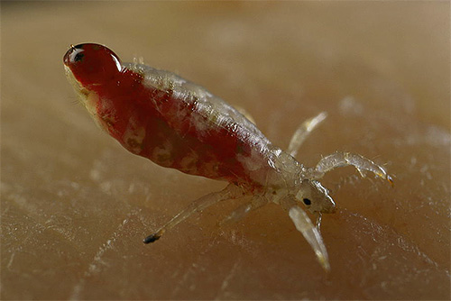 Selon la théorie populaire, les poux et leurs œufs somnolent dans la tête d'une personne calme pour le moment.