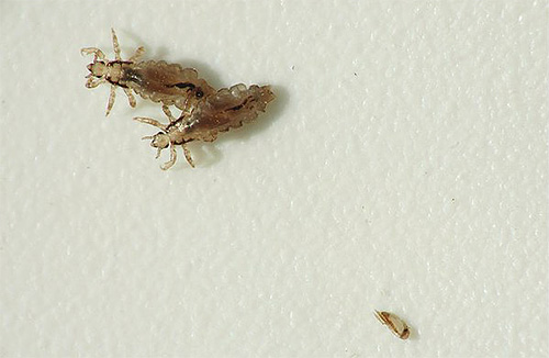 poux adultes et lentes