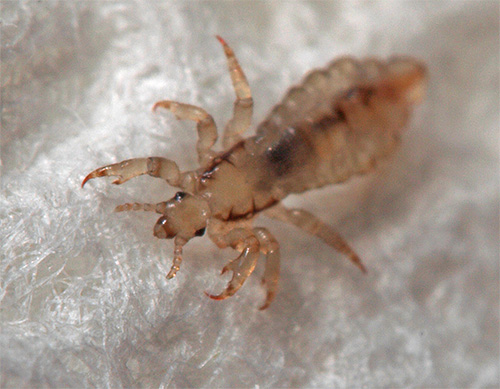 Vêtements (linge) pous lorsqu'ils sont agrandis