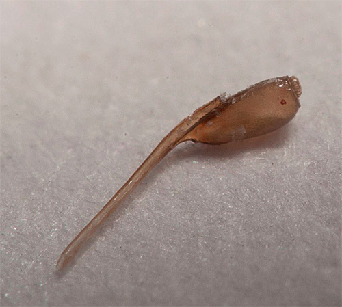 Sur la photo - lentes peignées de la tête