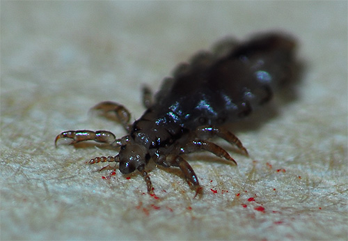 Uniquement pour se nourrir, les poux de lin se déplacent vers le corps humain