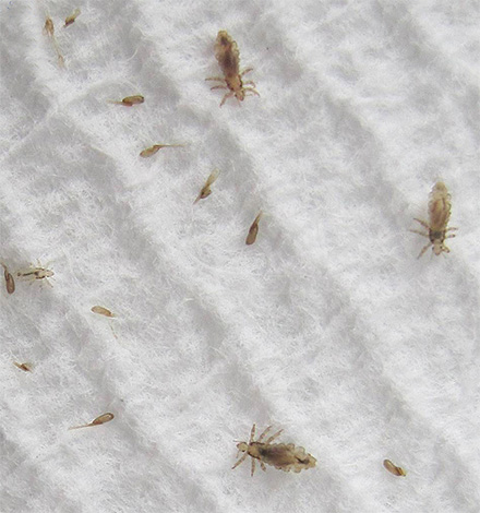 Quelques jours après le traitement capillaire avec Full Marks, il vaut la peine d'effectuer une autre procédure de ce type à titre préventif.