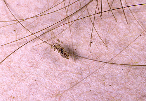 Après traitement avec la solution Full Marks, une partie importante des poux meurent et les survivants sont fortement affaiblis.