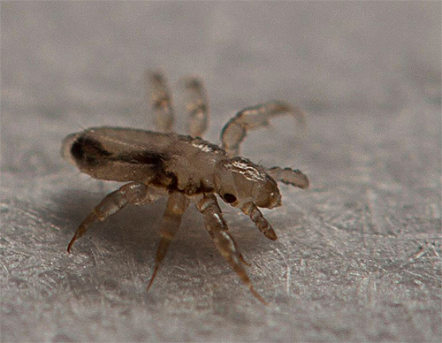 Pour la destruction complète des poux, il est préférable de retraiter