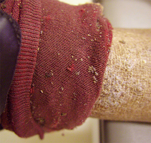 Pour prévenir les poux de tête, essayez de ne pas contacter les personnes qui ont clairement des poux