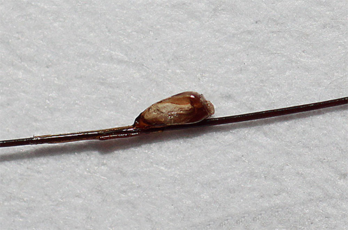 Les lentes des poux de tête sont si fermement attachées aux cheveux qu'il est plus facile de les arracher que d'en arracher les lentes.