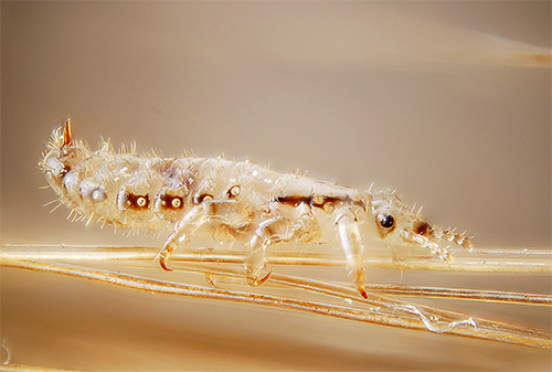 Les poux eux-mêmes, contrairement aux lentes, sont assez faciles à détruire.